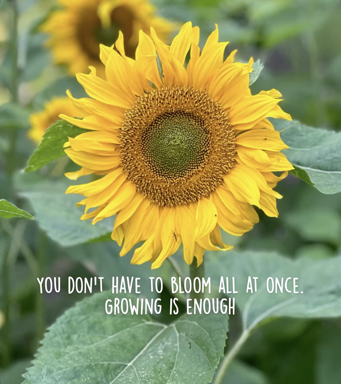You Don’t Have to Bloom All at Once – Daily Hug Quote | D19